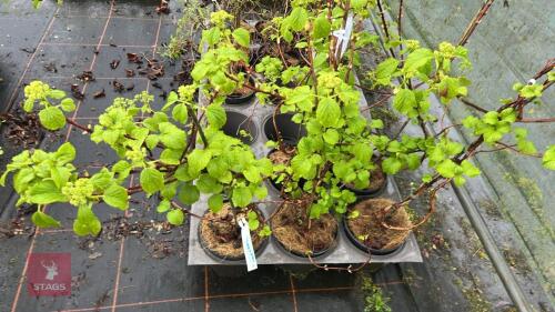 5 HYDRANGEA ANOMALA PETIOLARIS SHRUBS