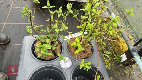 2 DEUTZIA X HYBRIDA 'STRAWBERRY FIELDS'