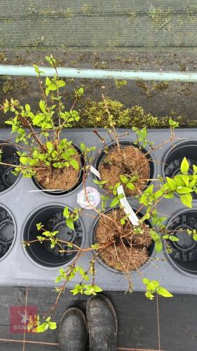 3 DEUTZIA X HYBRIDA 'STRAWBERRY FIELDS'