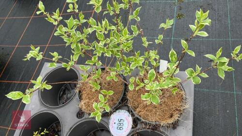 2 WEIGELA FLORIDA VARIEGATA SHRUBS