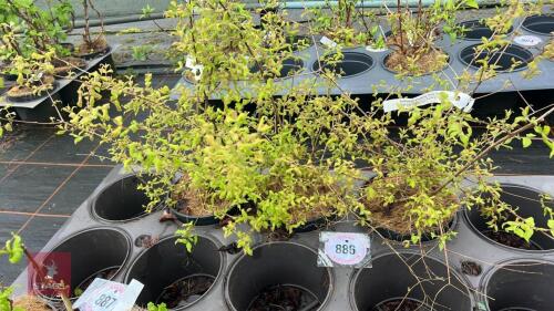 3 KOLKWITZIA AMABILIS 'PINK CLOUD'