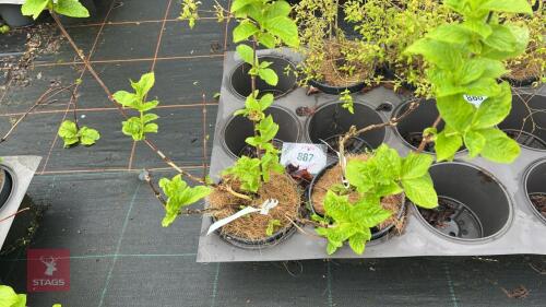 2 WEIGELA MIDDENDORFFIANA SHRUBS