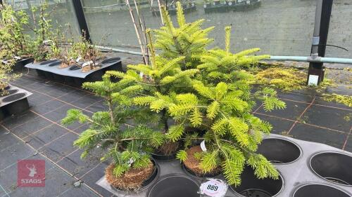 5 ABIES NORDMANNIANA