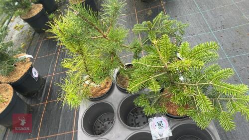 4 MIXED FIRS & PINES