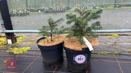 2 ABIES NORDMANNIANA FIRS