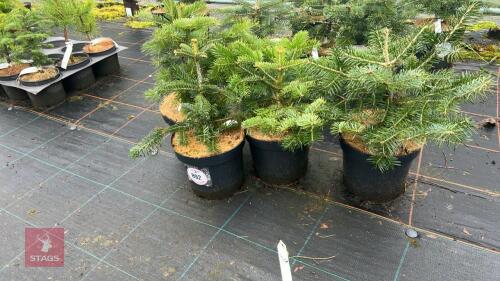 4 ABIES NORDMANNIANA FIRS