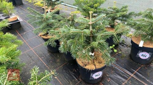 3 ABIES NORDMANNIANA FIRS