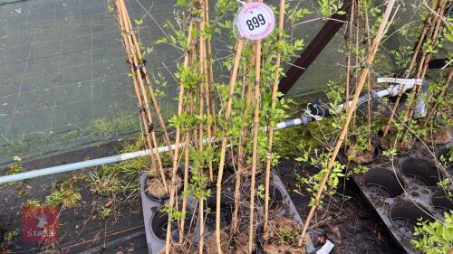 3 CLEMATIS VITALBA CLIMBERS