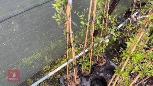 3 CLEMATIS VITALBA CLIMBERS
