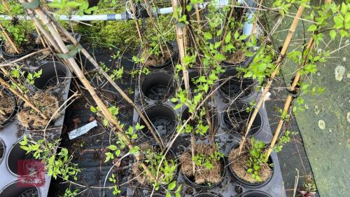 3 CLEMATIS VITALBA CLIMBERS