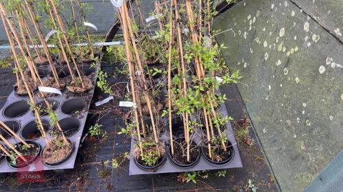 3 CLEMATIS VITALBA CLIMBERS