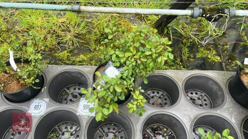 1 DIAMAND DAD ROSE BUSH