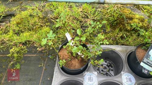 1 DIAMAND DAD ROSE BUSH