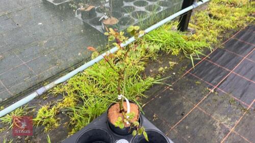 1 LOVING MEMORY ROSE BUSH