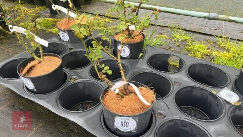 1 UNKNOWN ROSE BUSH