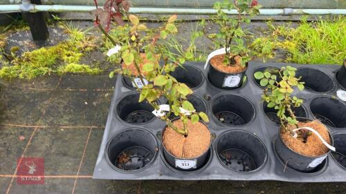 1 LOVING MEMORY ROSE BUSH