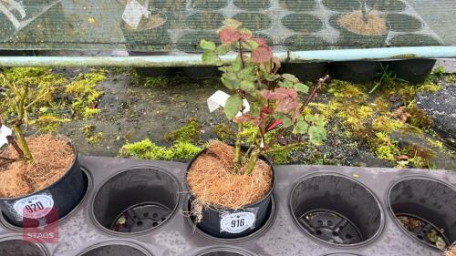 1 RUBY WEDDING ROSE BUSH