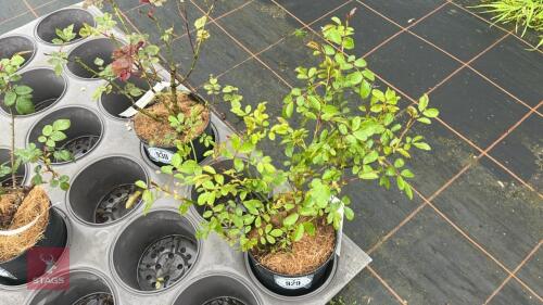 1 FLOWER CARPET CORAL ROSE BUSH