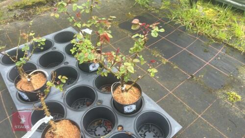 1 PERCEPTION ROSE BUSH