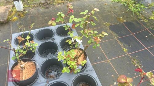 1 PERCEPTION ROSE BUSH