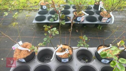 1 THEO CLEVERS ROSE BUSH