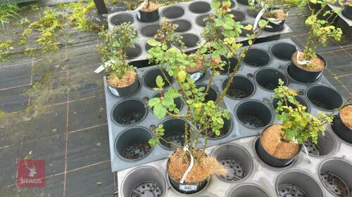 1 ALOHA ROSE BUSH