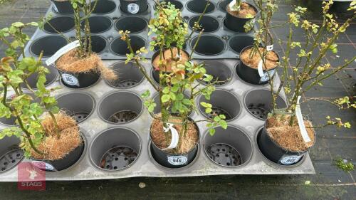 1 ALOHA ROSE BUSH