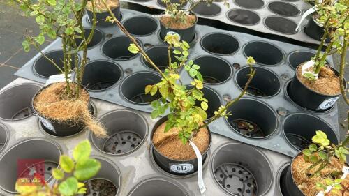 1 ALOHA ROSE BUSH