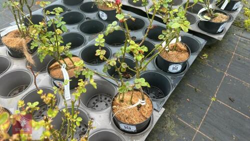 1 ALOHA ROSE BUSH