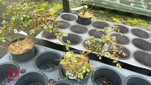 1 BONICA ROSE BUSH