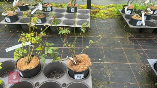 1 FERLICITE PERPEFUE ROSE BUSH