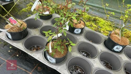 1 CECITE BRUNNER ROSE BUSH