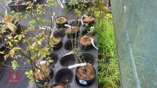 1 GOLDEN SHOWER ROSE BUSH