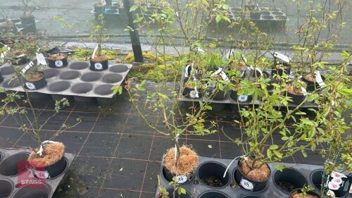 1 ICEBERG CLIMBING ROSE BUSH