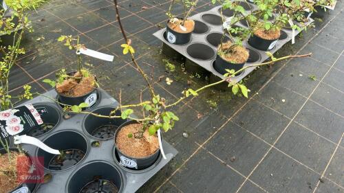 1 GLORIE DE DIJON ROSE BUSH