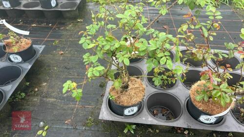 1 MAIGOLD ROSE BUSH