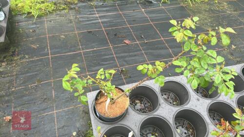1 MAIGOLD ROSE BUSH