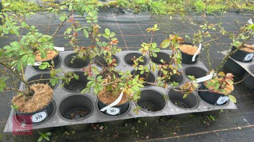 1 MERMAID ROSE BUSH