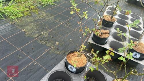 1 MERMAID ROSE BUSH