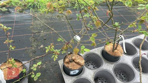 1 PAUL'S LEMON PILLAR ROSE BUSH