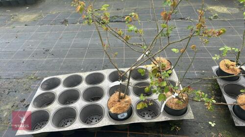 1 PAUL'S LEMON PILLAR ROSE BUSH
