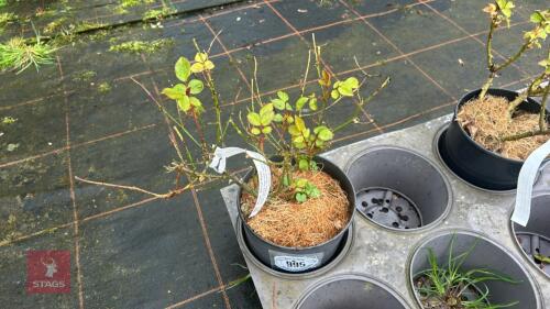 1 OLIVIA ROSE, ROSE BUSH