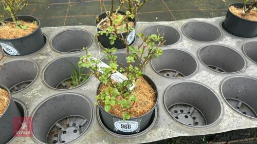 1 ROSE MUM ROSE BUSH