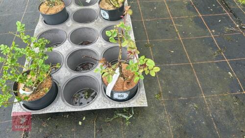 1 PERECPTION ROSE BUSH