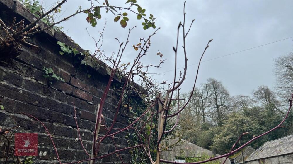 2 TILIA PLATYPHYLLAS 'LACINIATA'