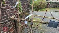 2 TILIA PLATYPHYLLAS 'LACINIATA' - 3