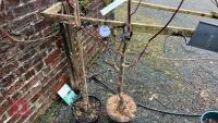 2 TILIA PLATYPHYLLAS 'LACINIATA' - 4