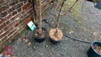 2 TILIA PLATYPHYLLAS 'LACINIATA' - 5