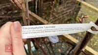 2 TILIA PLATYPHYLLAS 'LACINIATA' - 6