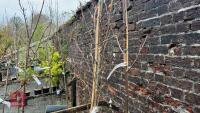 2 SORBUS TREES - 2